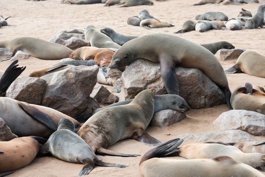 A big funny fur seal on a rock is comically tries to rise above other members of colony at Cape Cross Seal Reserve