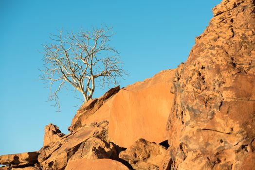 A lonely tree is growing up at a rocky mountain slope with the blue sky background