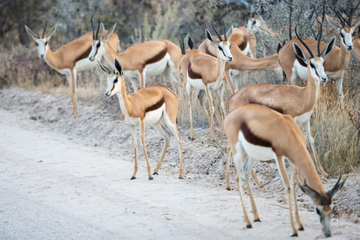 A group of Springbok antelopes is cautiously crossing a dirt road of Etosha National Park at Namibia