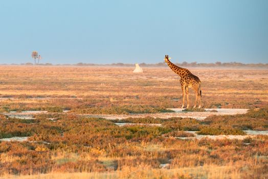 A lonely Namibian giraffe is looking at a distant termitary during sunset at savanna of Etosha National Park