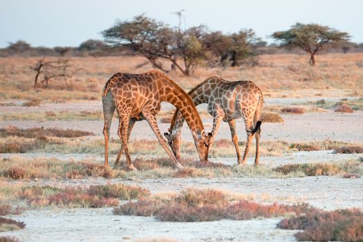 Two Namibian giraffes are elegantly crossing their necks and feeding at savanna of Etosha National Park