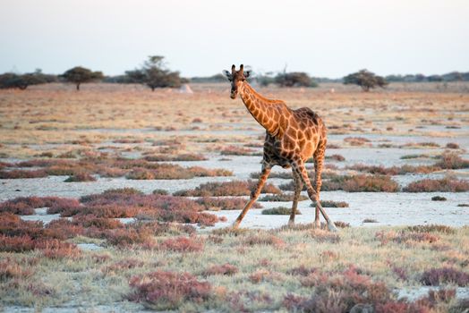 A Namibian giraffe is dominating above savanna and looking into photographer at Etosha National Park