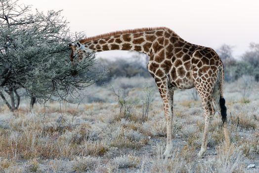 Close view of Namibian giraffe eating thin green tree leaves at savanna woodlands of Etosha National Park