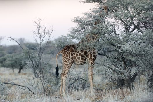 Close view of Namibian giraffe eating thin green tree leaves at savanna woodlands of Etosha National Park