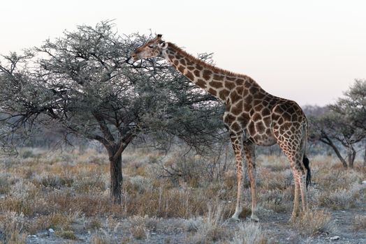 Close view of Namibian giraffe eating thin green tree leaves at savanna woodlands of Etosha National Park