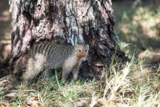 A striped mongoose is standing on a green grass near a tree at woodlands of Etosha National Park