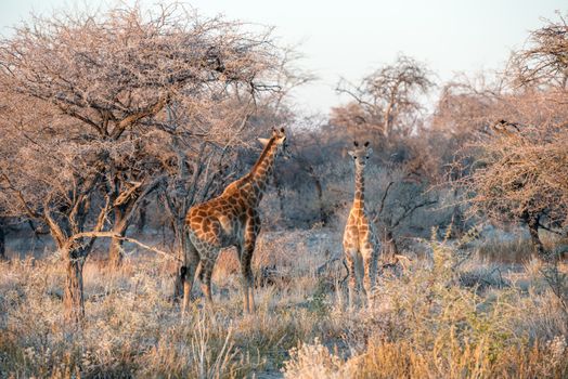 Young funny Namibian giraffe is curiously looking into photographer while his mother is going into savanna woodlands of Etosha National Park