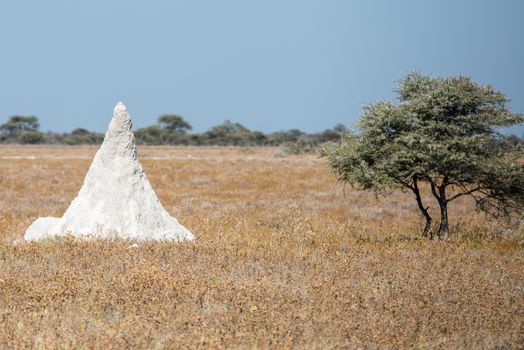 A huge white termitary is almost the same height as a tree at savanna woodlands of Etosha National Park, Namibia