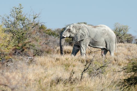 An old Namibian elephant is moving through savanna woodlands of Etosha National Park, Namibia