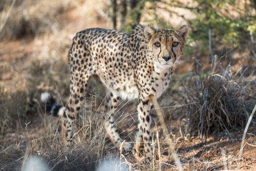 Close view of a cheetah in savanna woodlands of cheetahs farm at Namibia