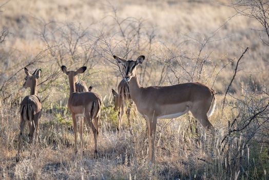 An antelope with baby animals is cautiously looking into camera at Etosha National Park of Namibia