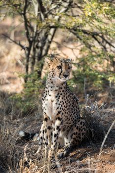 Close view of a cheetah in savanna woodlands of cheetahs farm at Namibia