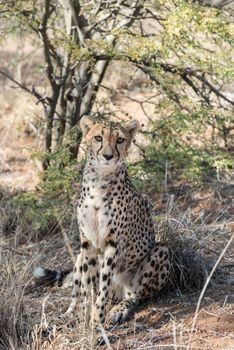 Close view of a cheetah in savanna woodlands of cheetahs farm at Namibia