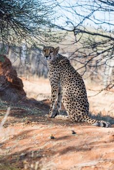 A cheetah is sitting under the tree cover at savanna woodlands of cheetahs farm at Namibia
