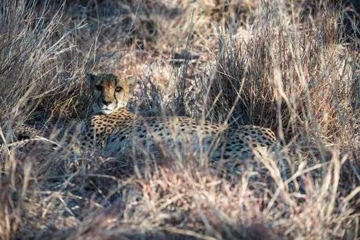 A cheetah is lying on a high dry winter savanna grass of cheetah farm at Namibia