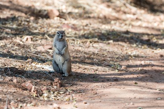 Close view of a fluffy ground squirrel at Etosha National Park of Namibia