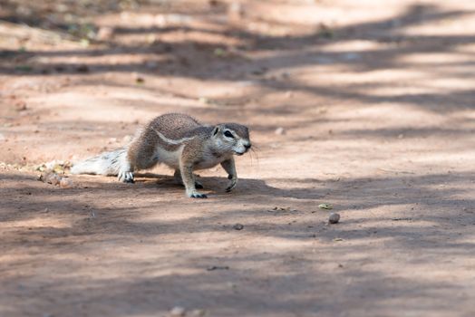 Close view of a fluffy chipmunk crossing a road at Etosha National Park of Namibia