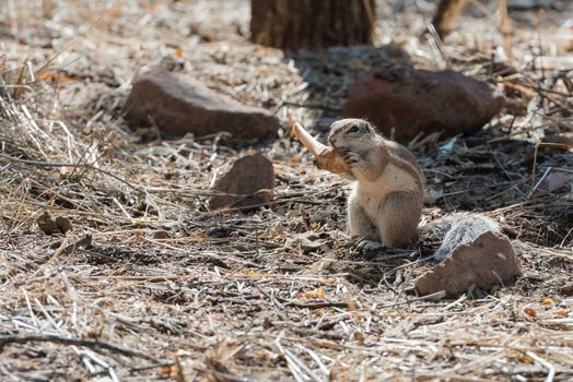 Close view of a fluffy ground squirrel gnawing a bone at Etosha National Park of Namibia
