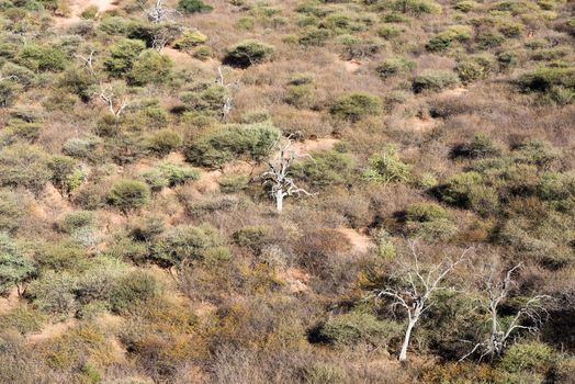 Upper view of winter savanna woodlands with dry and green trees from the top of Waterberg Plateau National Park, Namibia