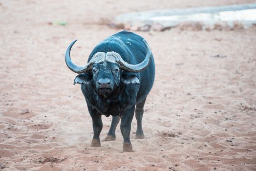 An African buffalo is standing on a sand and smelling the air for signs of danger at Waterberg Plateau National Park of Namibia