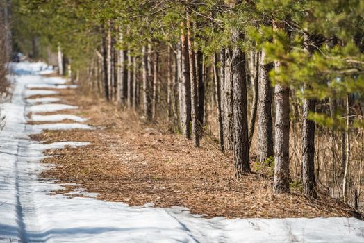 The car trail is disappearing on a melting spring road snow near the forest edge