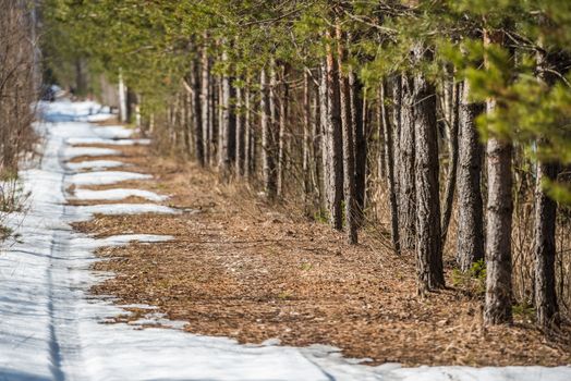 The car trail is disappearing on a melting spring road snow near the forest edge