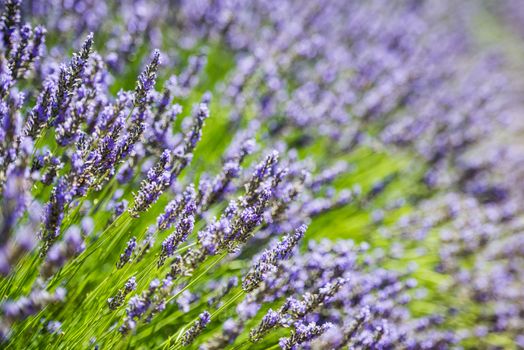 Close up and shallow depth of field view of the fresh violet lavender blossoms