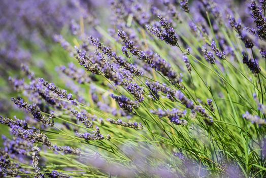 Close up and shallow depth of field view of the fresh violet lavender blossoms