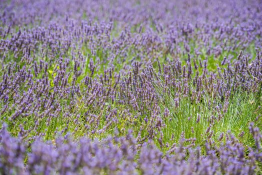 Rich colors of summer lavender field with green stalks and violet blossoms