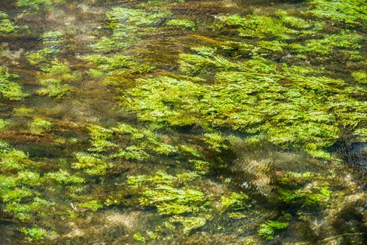 Green juicy waterplants are waved underwater at a small rapid stream