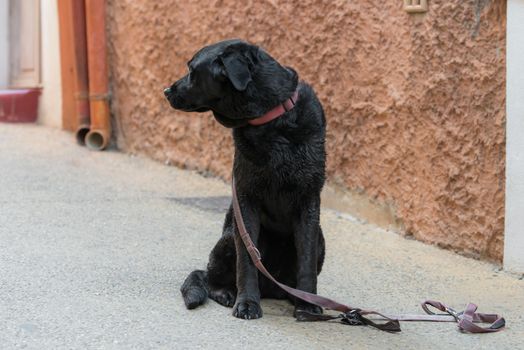 Sad black dog is looking for his lost master on a city street