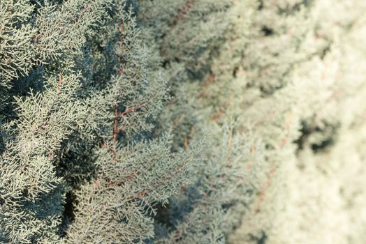 Young blue juniper tree branches and needles at sunlight with shallow left focus