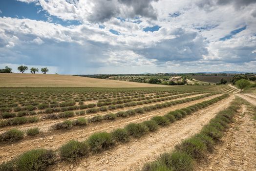 Empty lavender fields of Provence after harvesting under cloudy sky