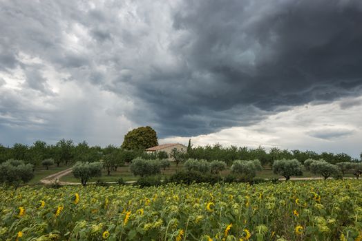 A massive threatening dark thundercloud moves over private house and sunflower field