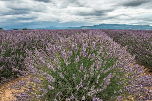 Close view of lavender blossom cluster under the clouded sky of Provence