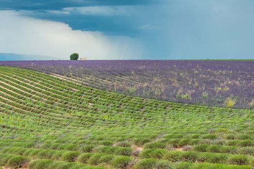 Dark thundercloud and distant rain above a colorful lavender field at Provence