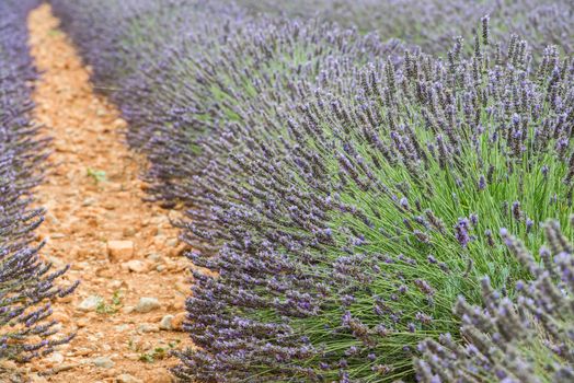 Close view of straight lines of violet lavender bushes on a summer field