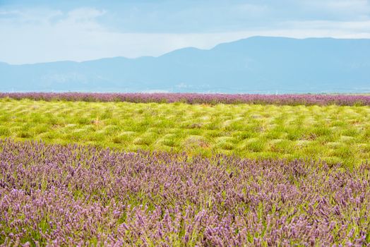 Rich colors of summer lavender field with green stalks and violet blossoms