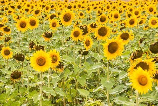 Close up view of a bright yellow sunflower field with opened flowers