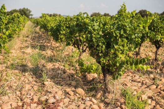 Shallow focus sunny picture of a vineyard row full of unripe grapes