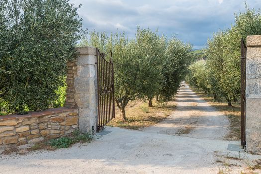 Opened gates are inviting to the beautiful garden with olive trees