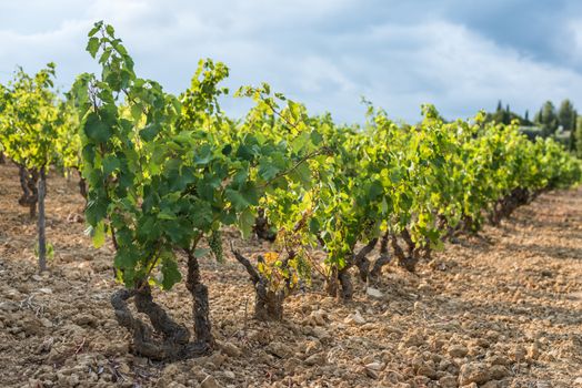 Shallow focus picture of a vineyard row full of young green grapes