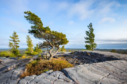 Evening view of a bending tree struggling for life on a windy mountain top