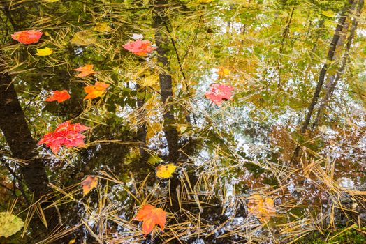 Surrounding trees are reflected in a small forest puddle full with maple leaves and needles, Killarney, Canada