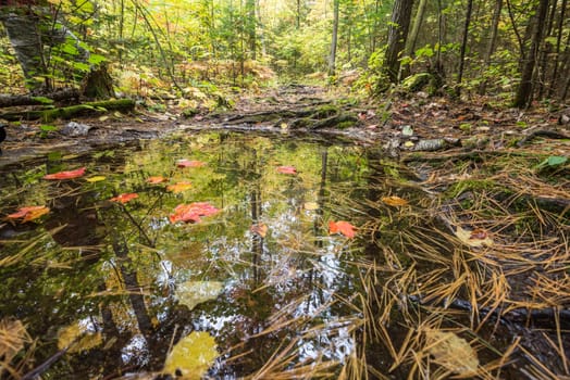 Surrounding trees are reflected in a small forest puddle full with maple leaves and needles, Killarney, Canada