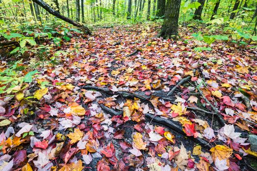 Forest ground is fully covered by multicolored red, orange and yellow maple leaves, Killarney, Canada