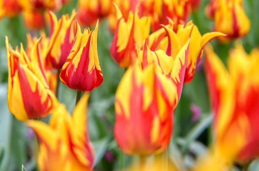 Rows of tulips and other flowers in a garden in the Netherlands.