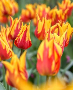 Rows of tulips and other flowers in a garden in the Netherlands.