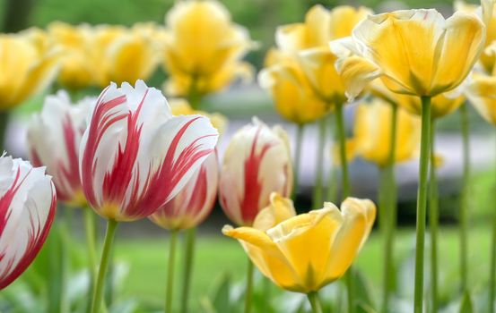 Rows of tulips and other flowers in a garden in the Netherlands.