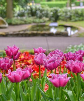 Rows of tulips and other flowers in a garden in the Netherlands.